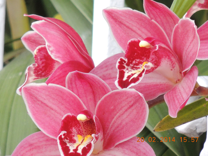 flowers 2014 179_.jpg