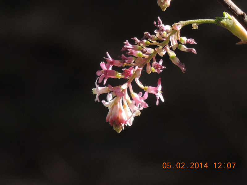 flowers 2014 037_.jpg