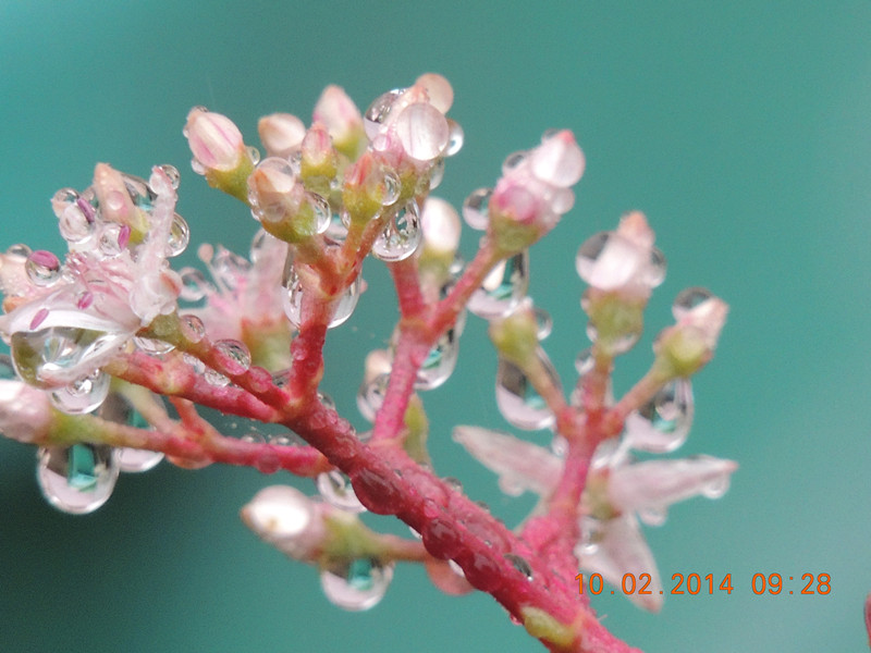 flowers 2014 083_.jpg