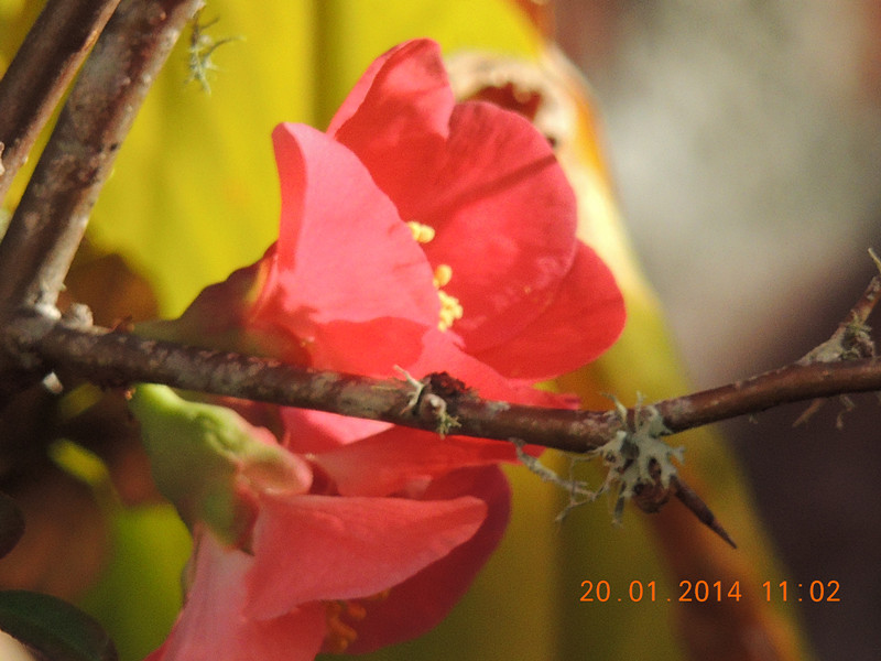 flower #2 926_.jpg