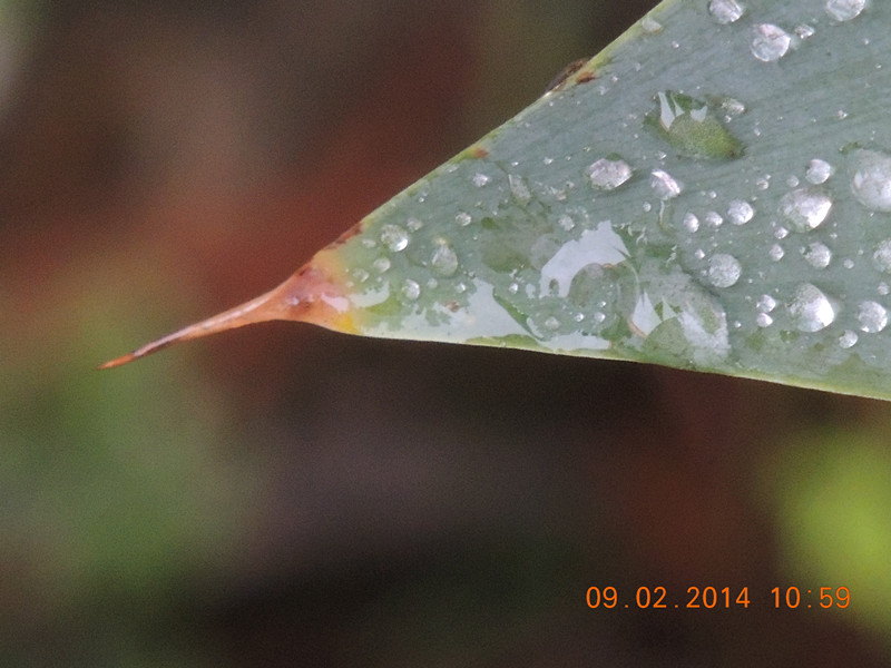 flowers 2014 072_.jpg
