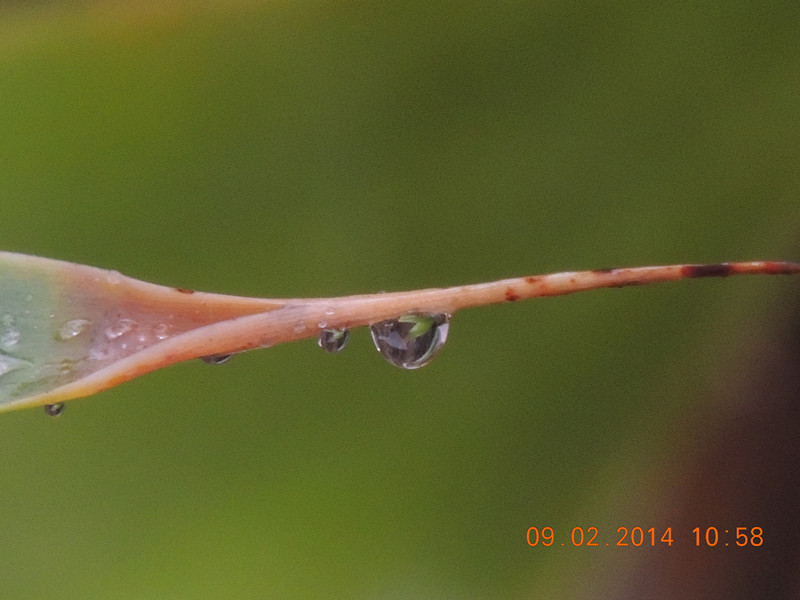 flowers 2014 070_.jpg