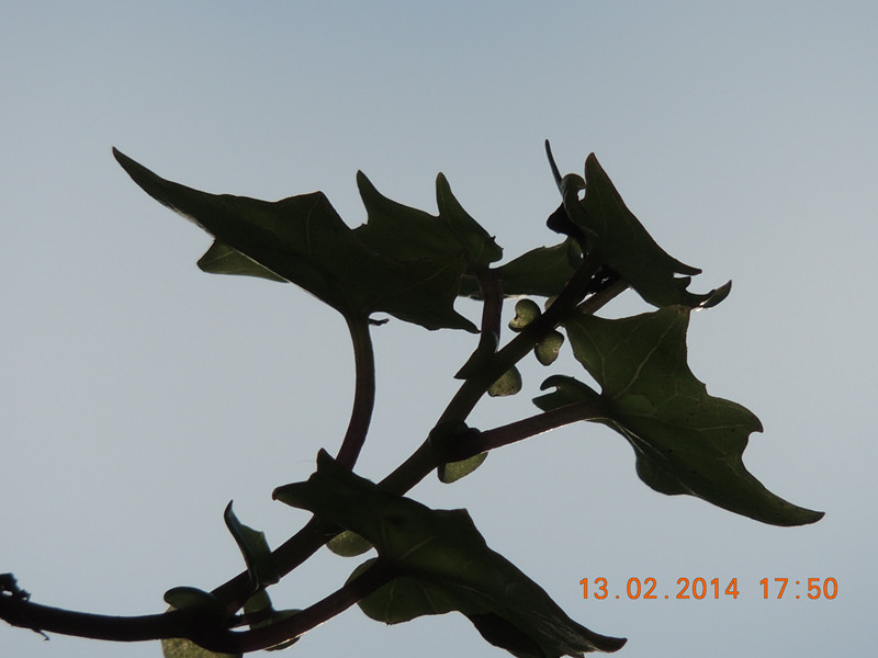 flowers 2014 161_.jpg