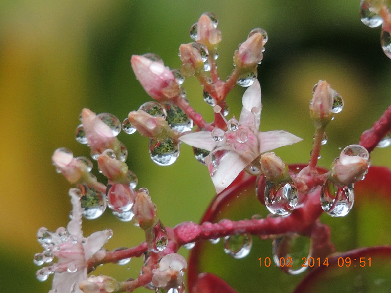 flowers 2014 106_.jpg