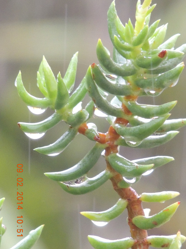 flowers 2014 058_ת_.jpg