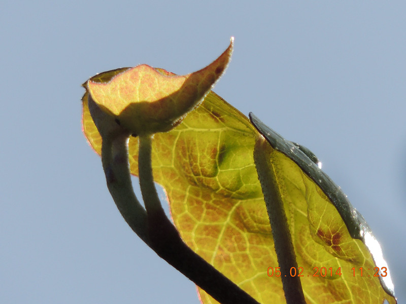 flowers 2014 004_.jpg