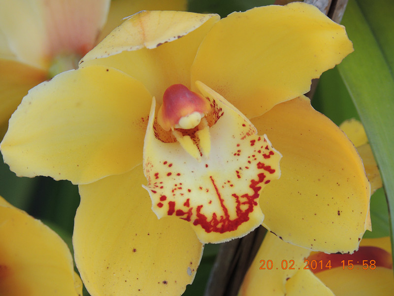 flowers 2014 184_.jpg
