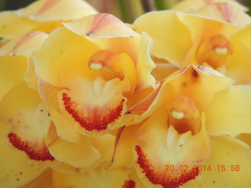 flowers 2014 185_.jpg