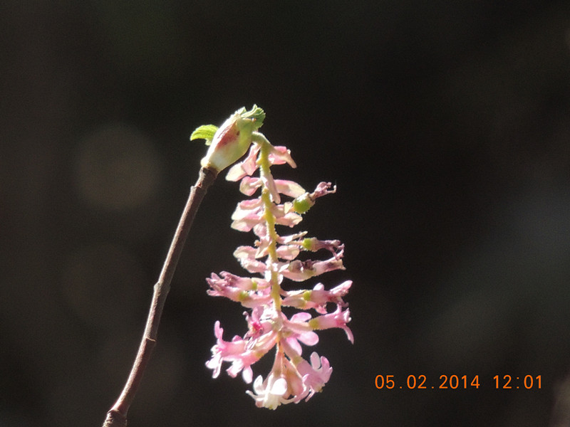 flowers 2014 022_.jpg