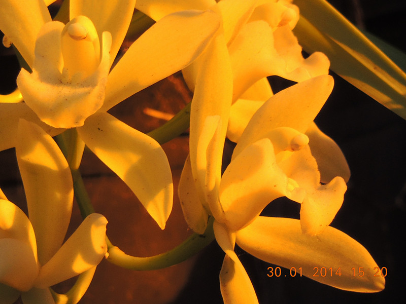 flower #2 1113_.jpg