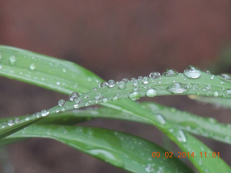flowers 2014 075_.jpg