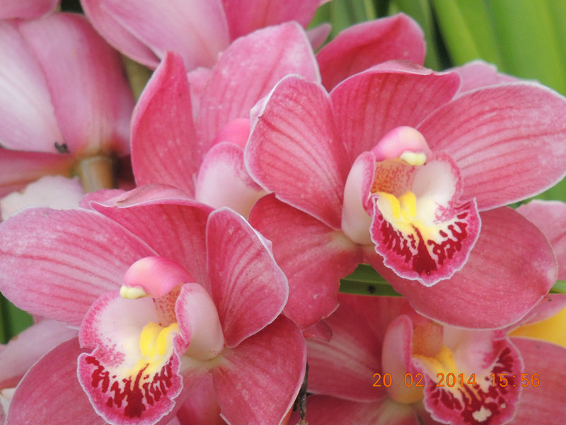 flowers 2014 176_.jpg