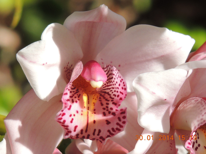 flower #2 1105_.jpg