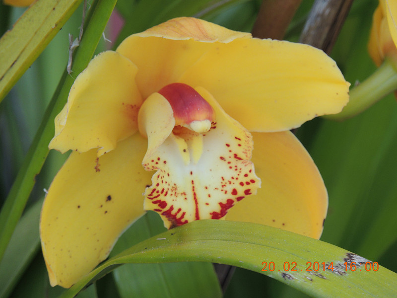 flowers 2014 194_.jpg