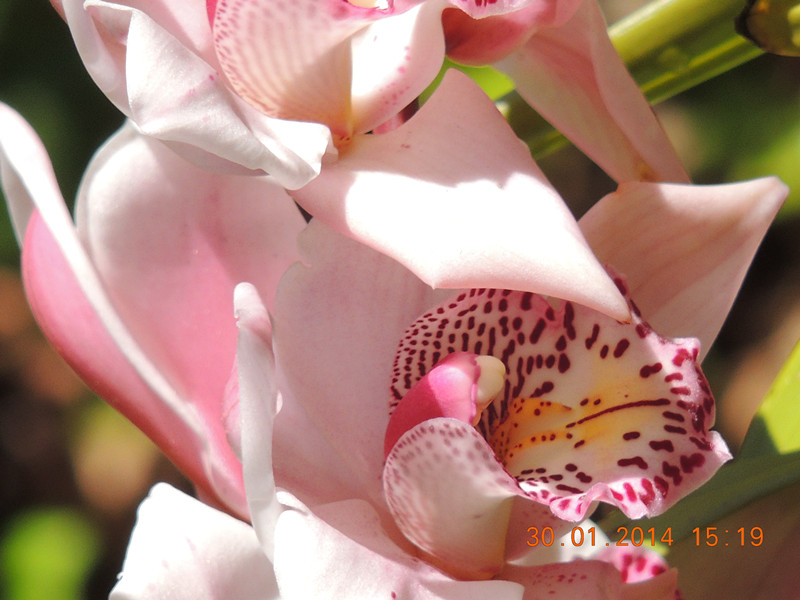 flower #2 1107_.jpg