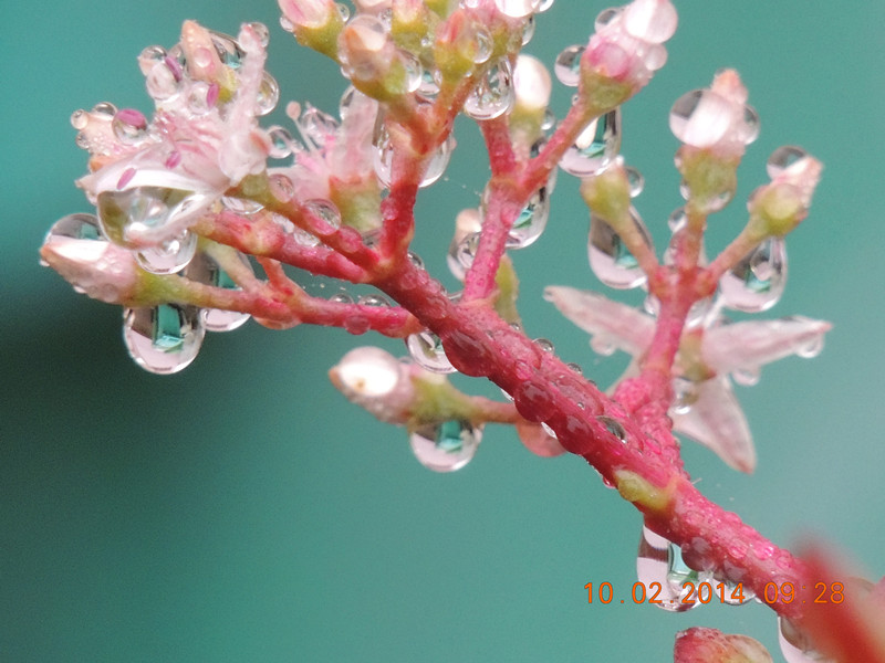 flowers 2014 082_.jpg
