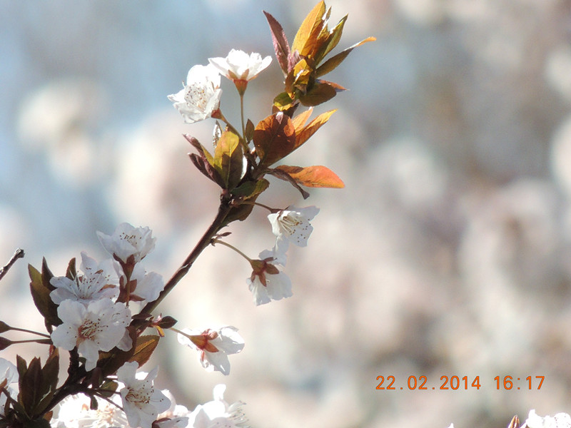 FLOWERS 2014 236_.jpg