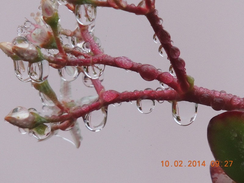 flowers 2014 079_.jpg