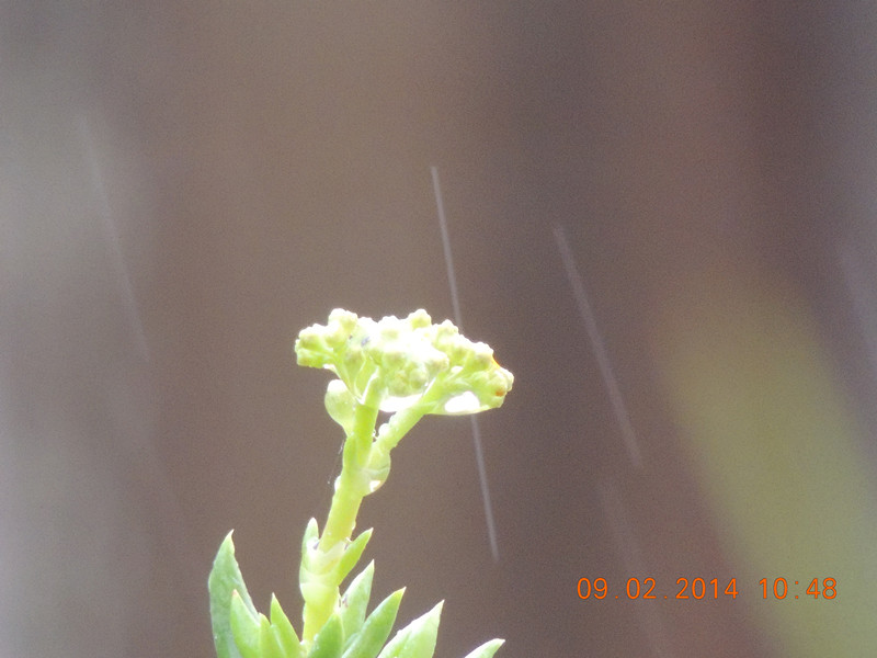 flowers 2014 052_.jpg