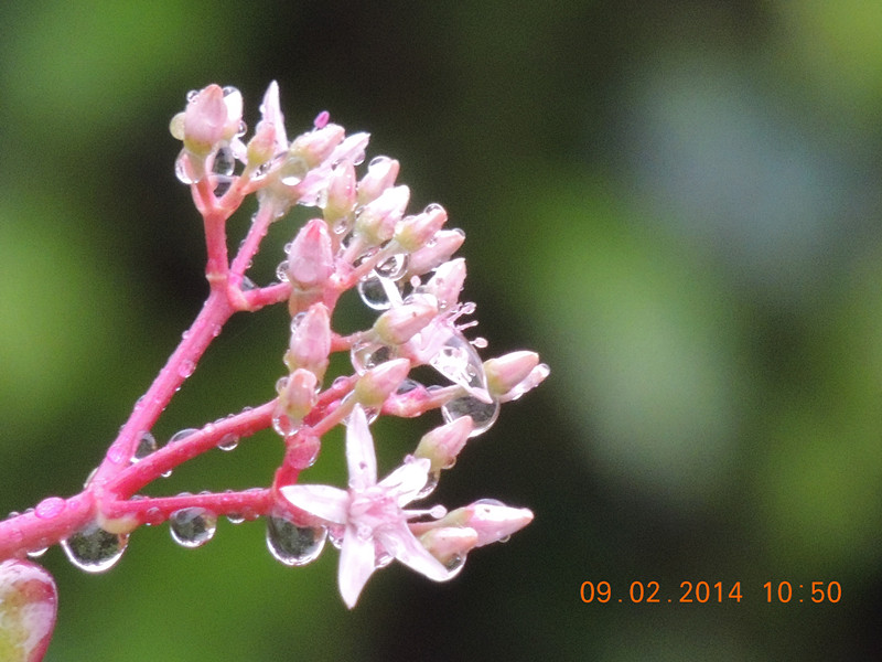flowers 2014 056_.jpg