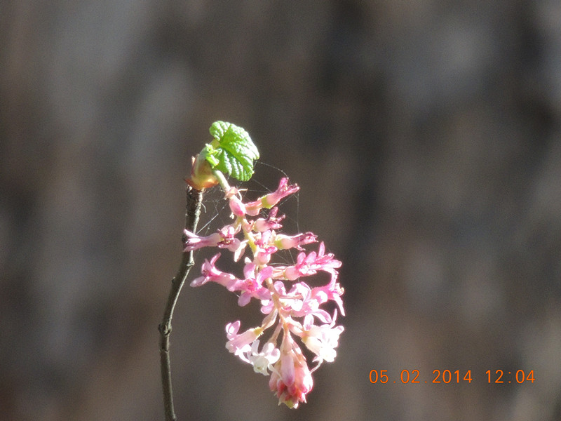 flowers 2014 028_.jpg