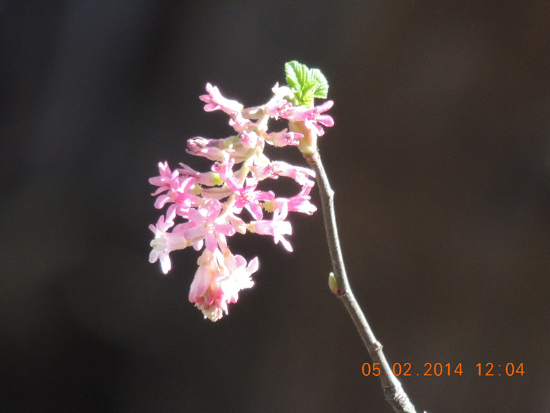 flowers 2014 026_.jpg