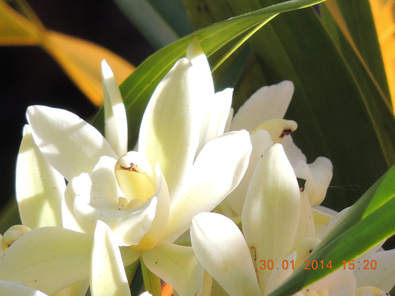 flower #2 1110_.jpg