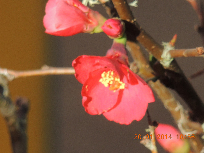 flower #2 911_.jpg