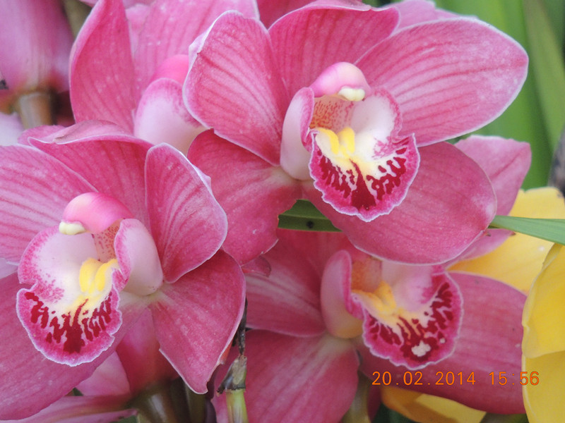 flowers 2014 175_.jpg