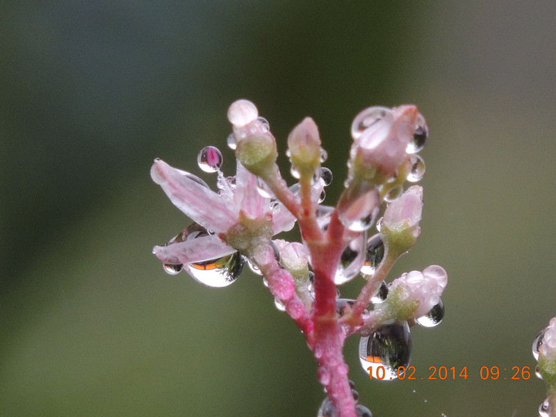 flowers 2014 077_.jpg