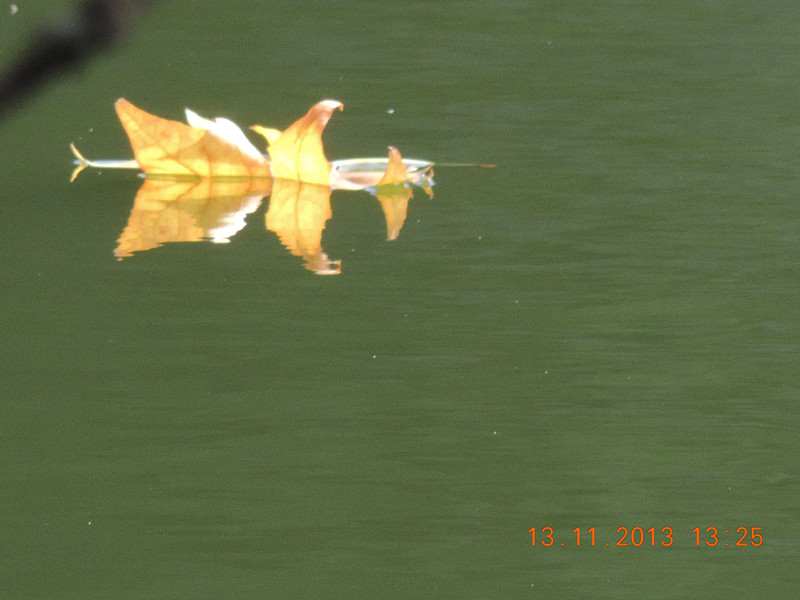 Golden gate park 1002_.jpg