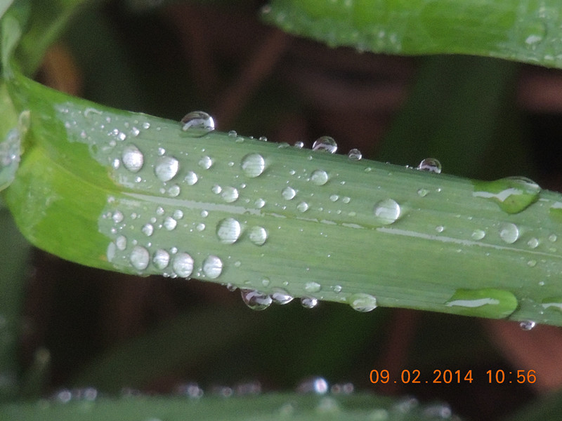 flowers 2014 065_.jpg