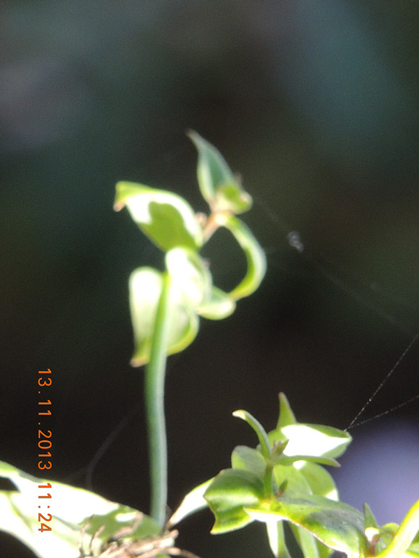 flower #2 332_ת_.jpg