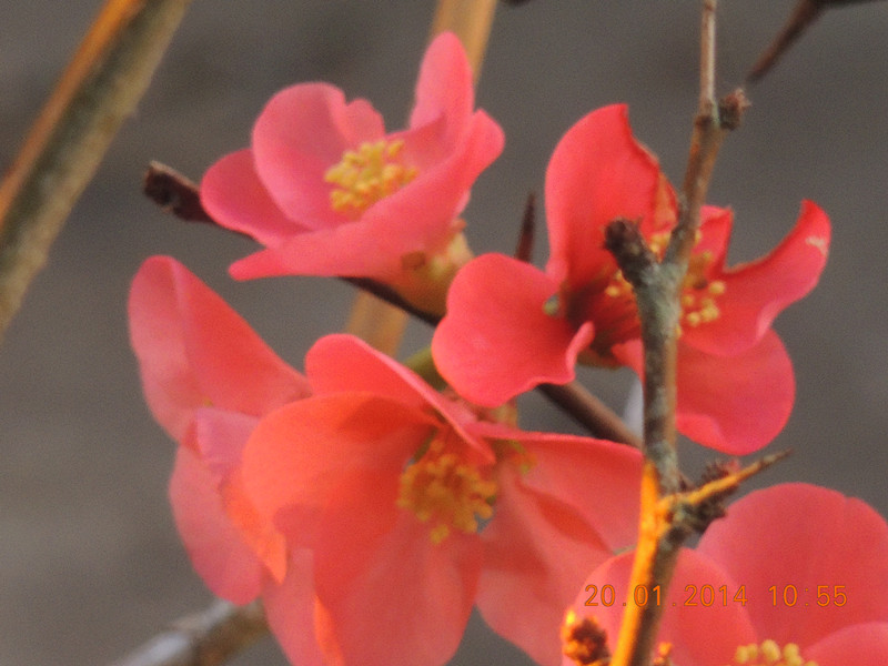 flower #2 909_.jpg