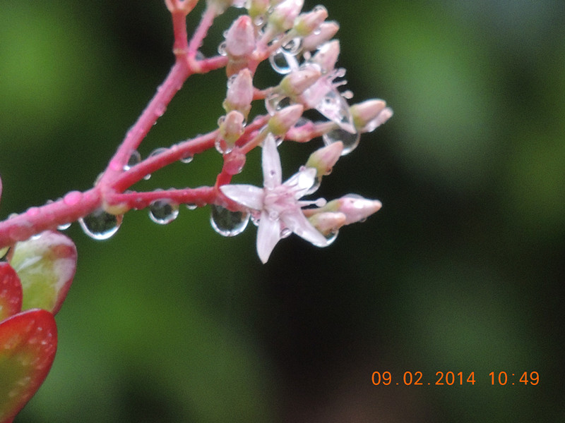 flowers 2014 055_.jpg