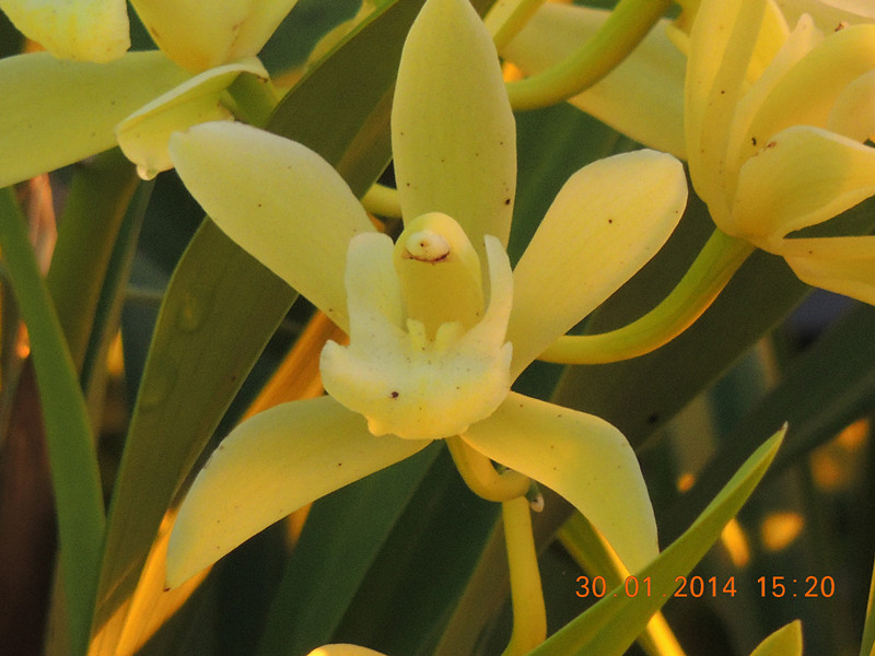 flower #2 1112_.jpg