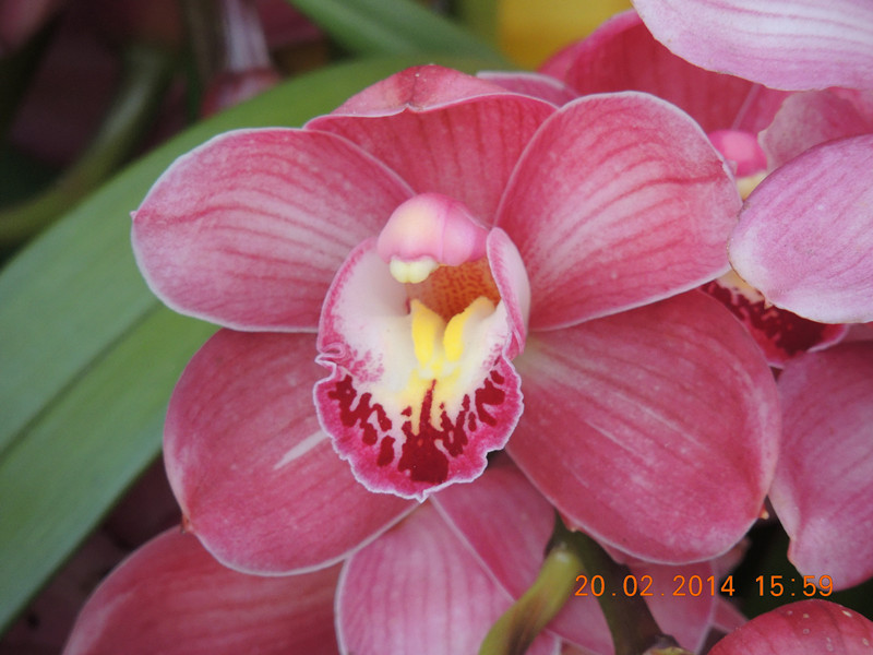 flowers 2014 188_.jpg