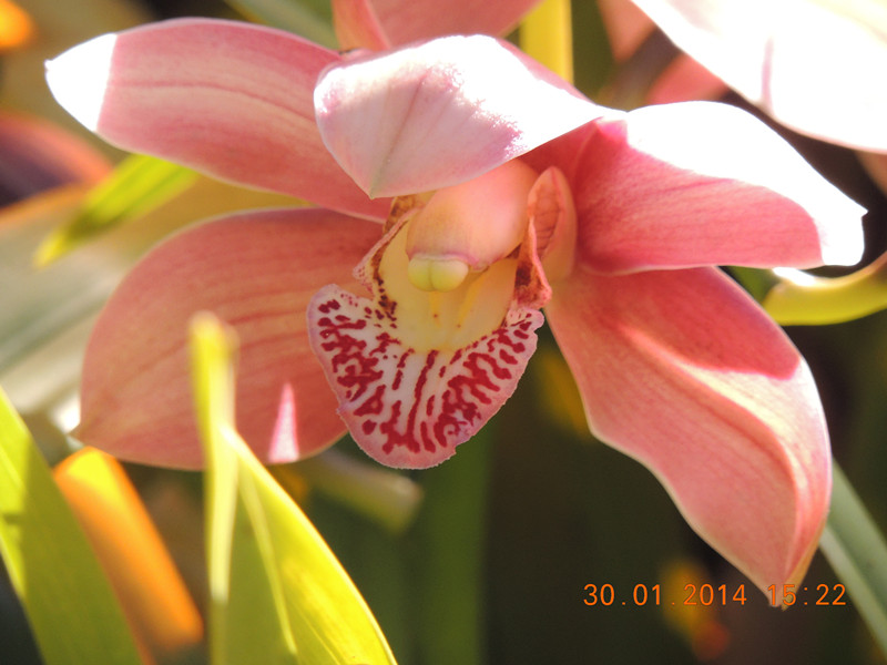 flower #2 1117_.jpg