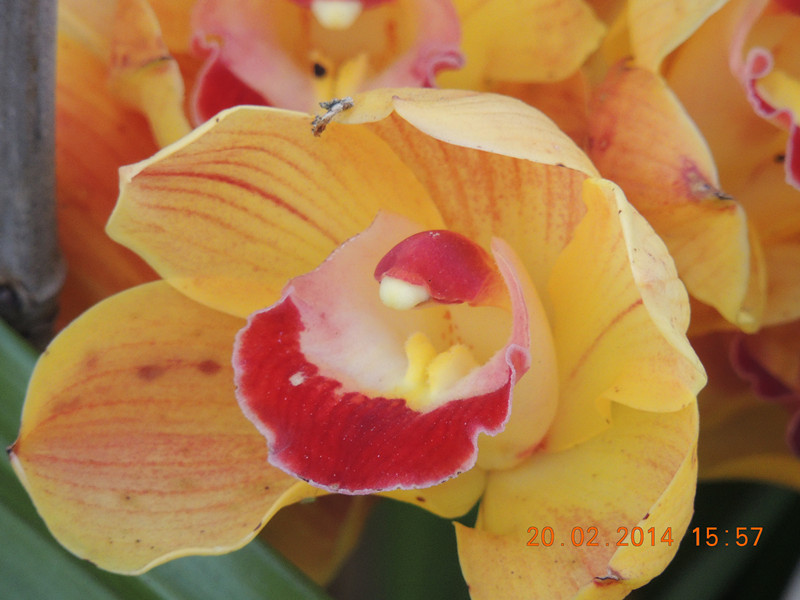 flowers 2014 180_.jpg