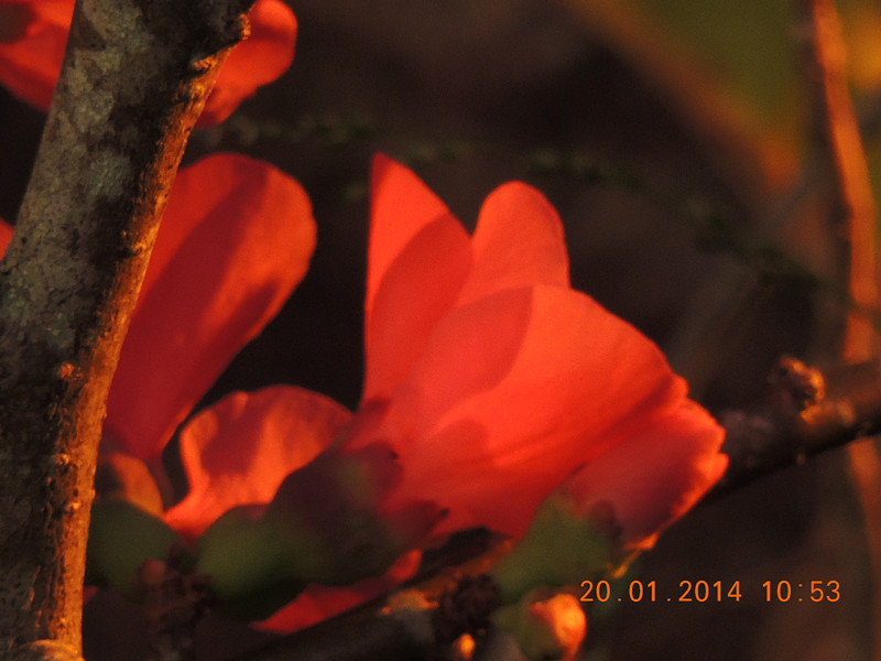 flower #2 898_.jpg