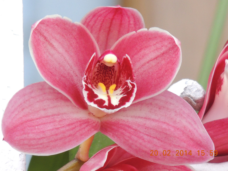 flowers 2014 191_.jpg