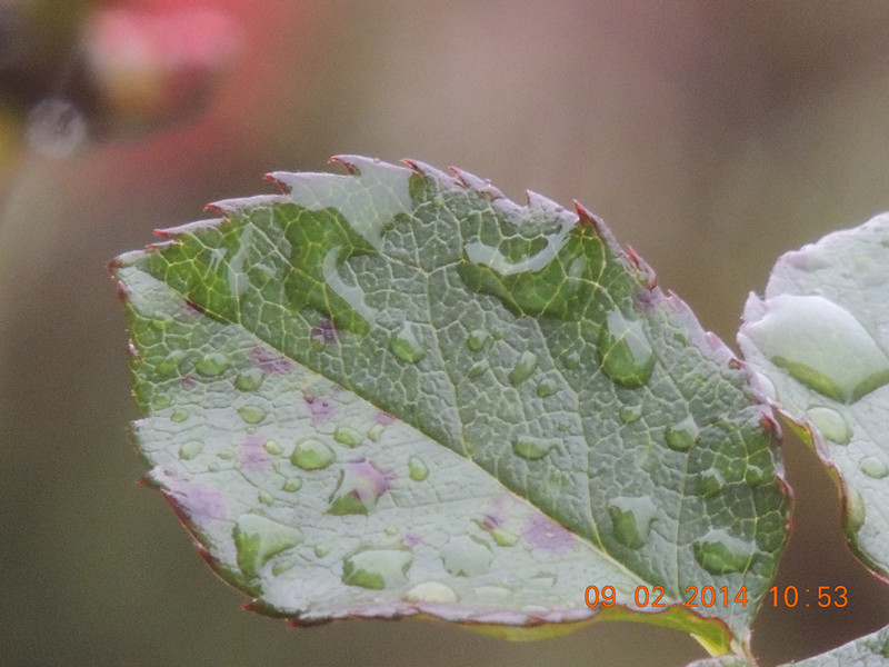 flowers 2014 059_.jpg