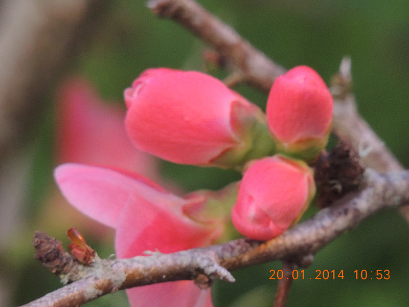flower #2 901_.jpg