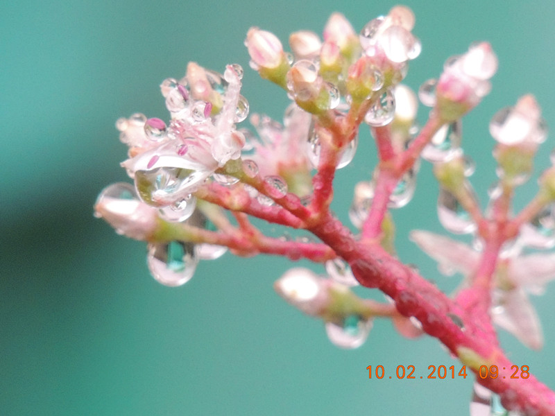 flowers 2014 081_.jpg