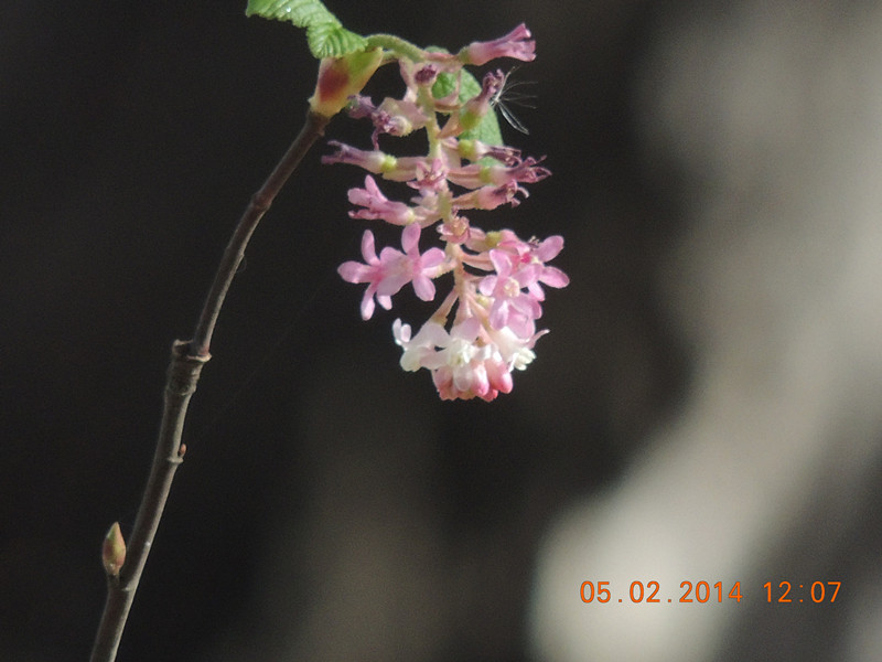 flowers 2014 038_.jpg