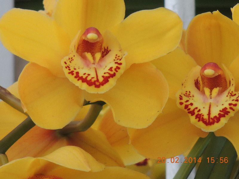flowers 2014 177_.jpg