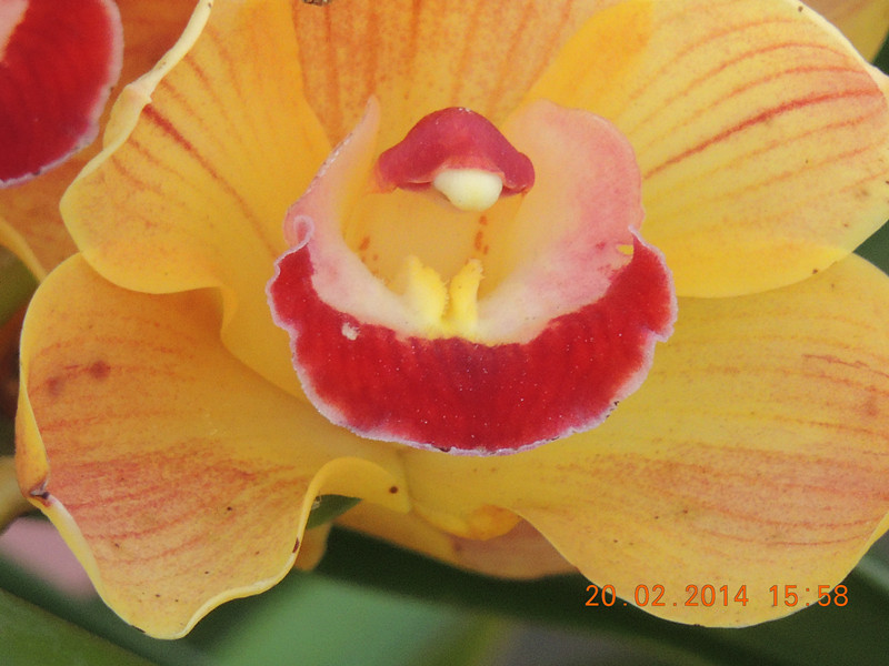 flowers 2014 186_.jpg
