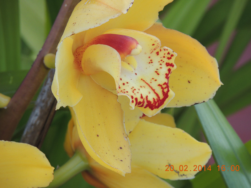 flowers 2014 193_.jpg