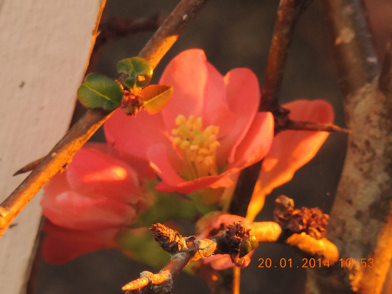 flower #2 899_.jpg