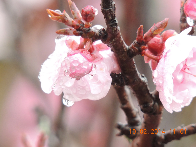 flowers 2014 120_.jpg